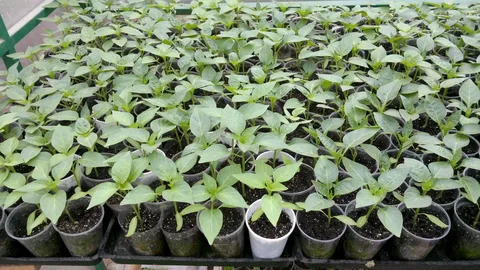 تصویر 1 از انواع نشا فلفل دلمه‌ ای نارنجی به صورت عمده